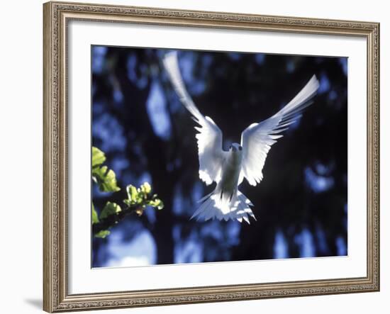 Fairy Tern in Flight, Aride Island-Mark Hannaford-Framed Photographic Print