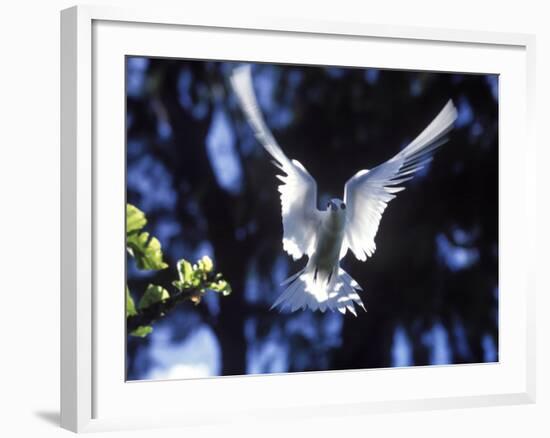 Fairy Tern in Flight, Aride Island-Mark Hannaford-Framed Photographic Print