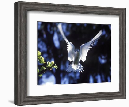 Fairy Tern in Flight, Aride Island-Mark Hannaford-Framed Photographic Print