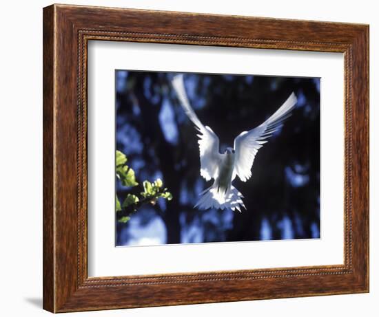 Fairy Tern in Flight, Aride Island-Mark Hannaford-Framed Photographic Print