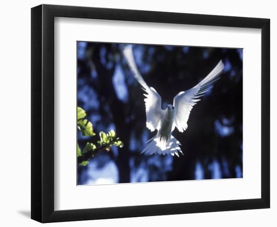 Fairy Tern in Flight, Aride Island-Mark Hannaford-Framed Photographic Print