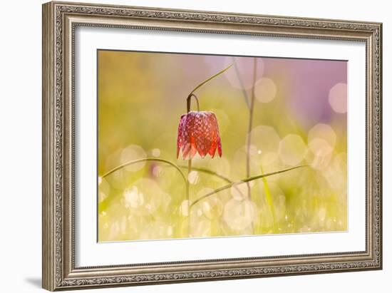 Fairy World I-Roeselien Raimond-Framed Photographic Print