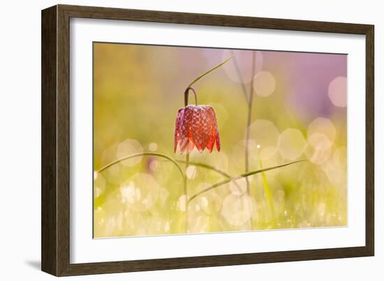 Fairy World I-Roeselien Raimond-Framed Photographic Print