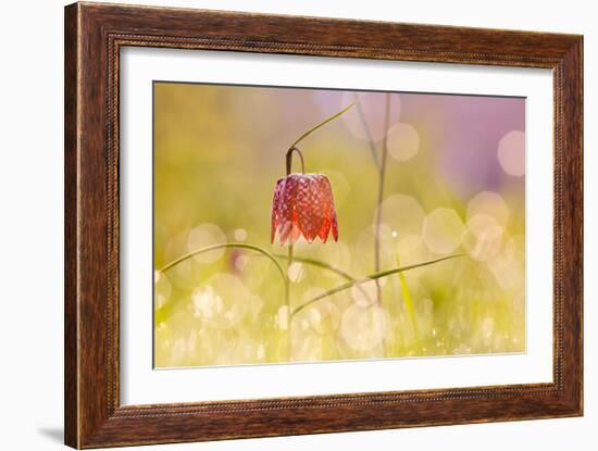 Fairy World I-Roeselien Raimond-Framed Photographic Print