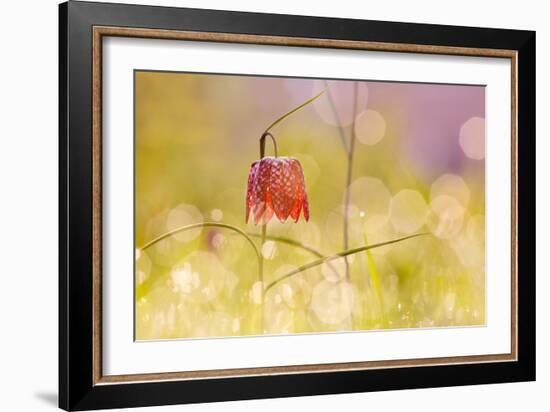 Fairy World I-Roeselien Raimond-Framed Photographic Print