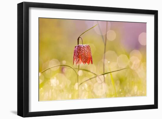 Fairy World I-Roeselien Raimond-Framed Photographic Print