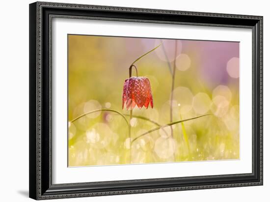 Fairy World I-Roeselien Raimond-Framed Photographic Print