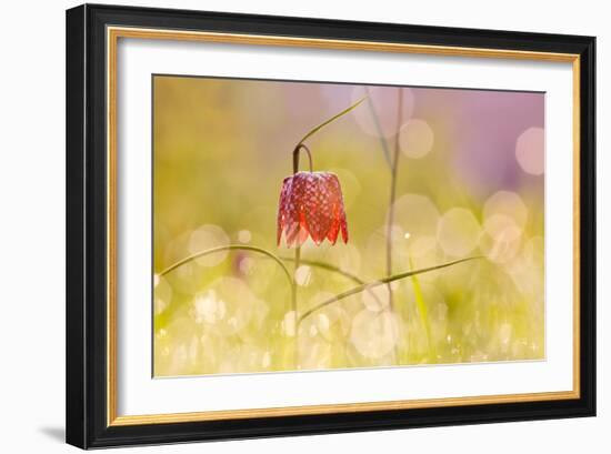 Fairy World I-Roeselien Raimond-Framed Photographic Print