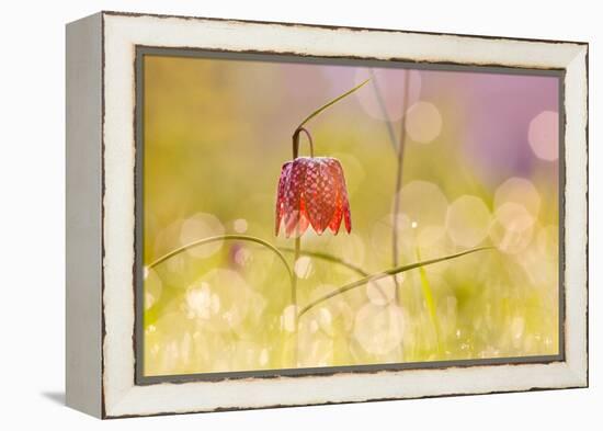 Fairy World I-Roeselien Raimond-Framed Premier Image Canvas