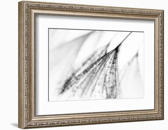 Fairy-Ursula Abresch-Framed Photographic Print