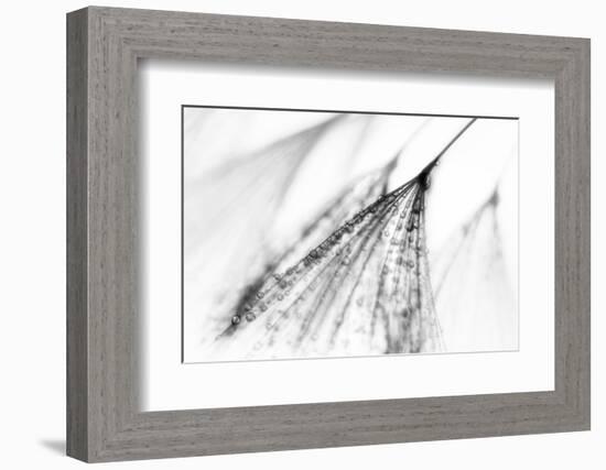 Fairy-Ursula Abresch-Framed Photographic Print