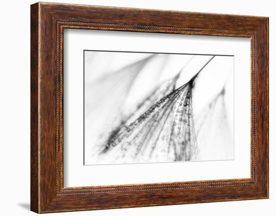 Fairy-Ursula Abresch-Framed Photographic Print