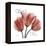 Faith Tulips-Albert Koetsier-Framed Stretched Canvas