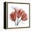 Faith Tulips-Albert Koetsier-Framed Stretched Canvas