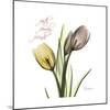 Faith Tulips-Albert Koetsier-Mounted Premium Giclee Print