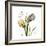 Faith Tulips-Albert Koetsier-Framed Premium Giclee Print