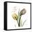 Faith Tulips-Albert Koetsier-Framed Stretched Canvas