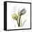 Faith Tulips-Albert Koetsier-Framed Stretched Canvas