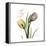 Faith Tulips-Albert Koetsier-Framed Stretched Canvas