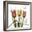 Faith Tulips-Albert Koetsier-Framed Photographic Print