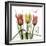 Faith Tulips-Albert Koetsier-Framed Photographic Print