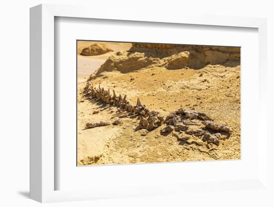 Faiyum, Egypt. Whale fossil on an eroded bluff at Wadi el-Hitan paleontological site.-Emily Wilson-Framed Photographic Print
