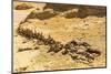 Faiyum, Egypt. Whale fossil on an eroded bluff at Wadi el-Hitan paleontological site.-Emily Wilson-Mounted Photographic Print