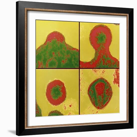 Fal-col TEM Sequence of Budding Aids Virus-NIBSC-Framed Premium Photographic Print