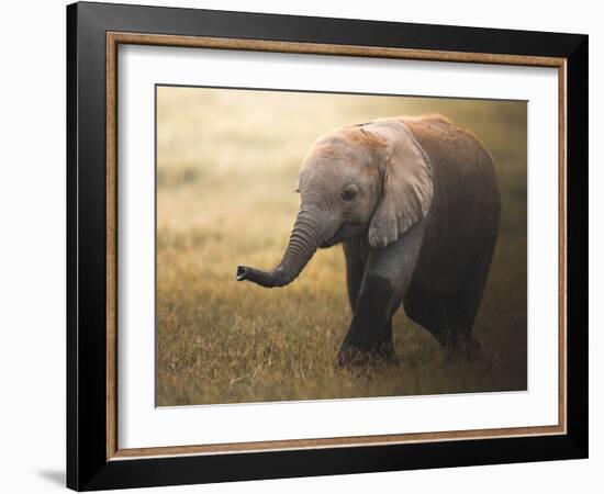 Falafelo-Ahmed Sobhi-Framed Photographic Print