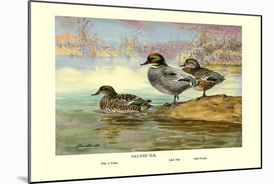 Falcated Teal Ducks-Allan Brooks-Mounted Art Print