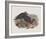 Falcinellus Igneus-John Gould-Framed Giclee Print