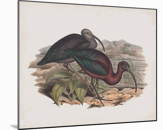 Falcinellus Igneus-John Gould-Mounted Giclee Print