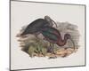 Falcinellus Igneus-John Gould-Mounted Giclee Print