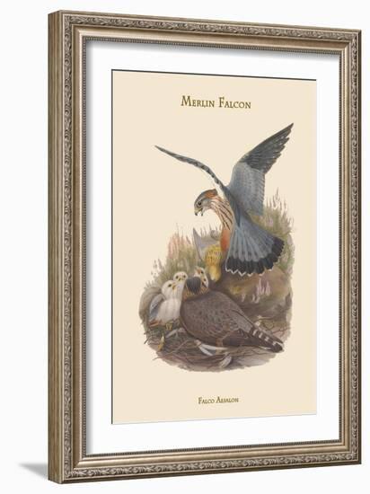 Falco Aesalon - Merlin Falcon-John Gould-Framed Art Print