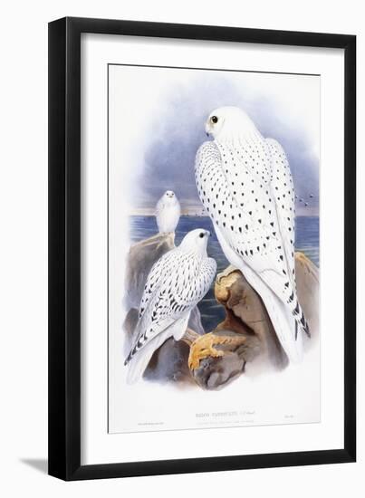 Falco Candicans-null-Framed Giclee Print