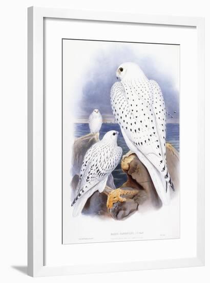 Falco Candicans-null-Framed Giclee Print