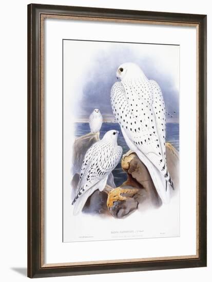 Falco Candicans-null-Framed Giclee Print