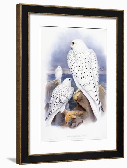 Falco Candicans-null-Framed Giclee Print