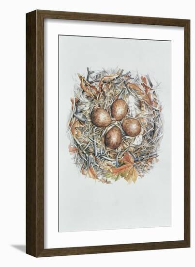 Falco Peregrinus, 2000-Sandra Lawrence-Framed Giclee Print