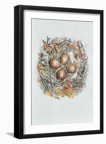 Falco Peregrinus, 2000-Sandra Lawrence-Framed Giclee Print