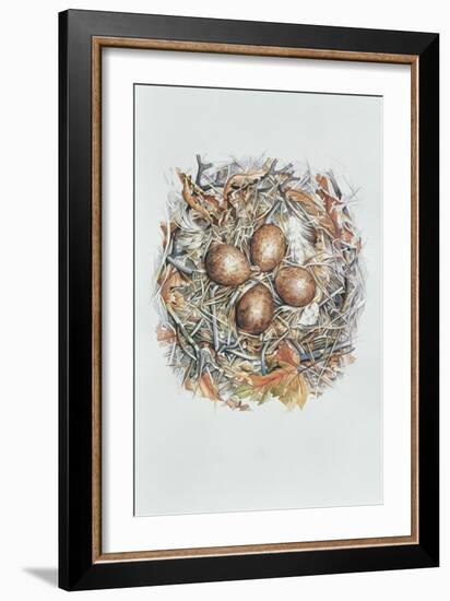 Falco Peregrinus, 2000-Sandra Lawrence-Framed Giclee Print