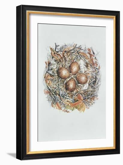 Falco Peregrinus, 2000-Sandra Lawrence-Framed Giclee Print