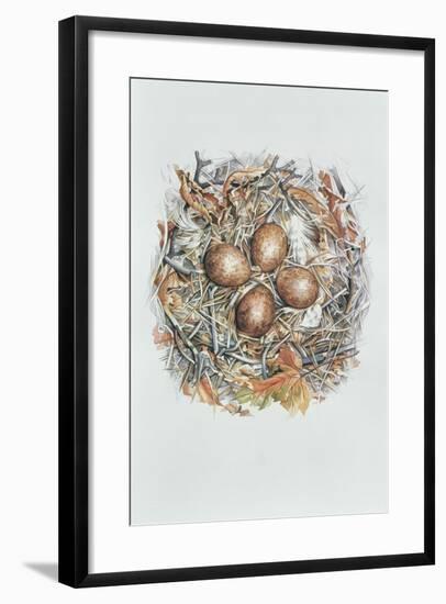 Falco Peregrinus, 2000-Sandra Lawrence-Framed Giclee Print