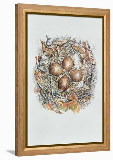 Falco Peregrinus, 2000-Sandra Lawrence-Framed Premier Image Canvas