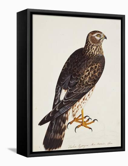 Falco Pygargus, Hen-Harrier, Fem-Christopher Atkinson-Framed Premier Image Canvas