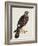 Falco Pygargus, Hen-Harrier, Fem-Christopher Atkinson-Framed Giclee Print