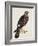 Falco Pygargus, Hen-Harrier, Fem-Christopher Atkinson-Framed Giclee Print