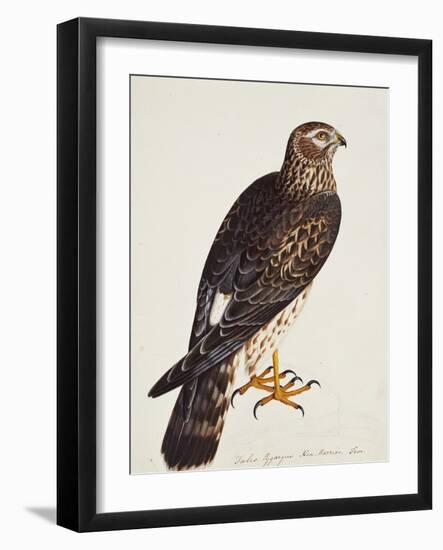 Falco Pygargus, Hen-Harrier, Fem-Christopher Atkinson-Framed Giclee Print