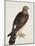 Falco Pygargus, Hen-Harrier, Fem-Christopher Atkinson-Mounted Giclee Print