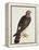 Falco Pygargus, Hen-Harrier, Fem-Christopher Atkinson-Framed Premier Image Canvas